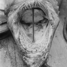 Head Of Shark Lying Upside Down On Dock by Bettmann