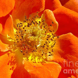 Heart Of The Orange Rose by Joy Watson
