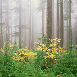 Hemlock And Vine Maple Trees In The by Mint Images - David Schultz