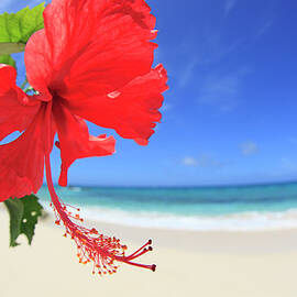 Hibiscus Flower by Imagewerks