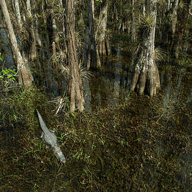 High Angle View Of Trees And Alligator In Swamp At Forest by Cavan Images