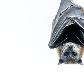 High-key Portrait Of Grey-headed Flying-fox Bat Hanging by Doug Gimesy / Naturepl.com