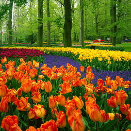 Holland, Lisse, Tulip Park by Giovanni Simeone