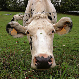 Holstein Cow by Salomé Fresco
