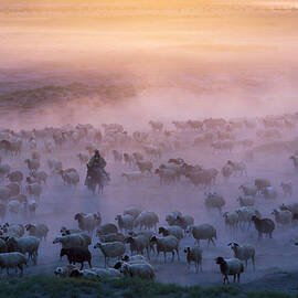 Homecoming by Emir Bagci