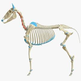 Horse Intertransversarii Ventrales Muscle