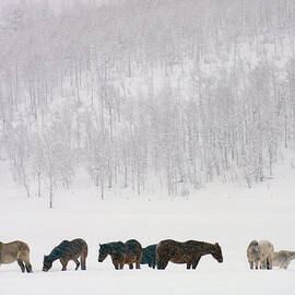Horses And Aspen Trees On Hills In