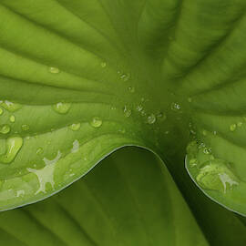 Hosta by Bob Cournoyer