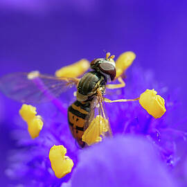 Hoverfly on a Purple Plant by Crystal Wightman
