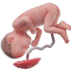 Human Foetus At Week 27