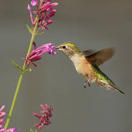 Hummingbird on Agastache by Lois Lake