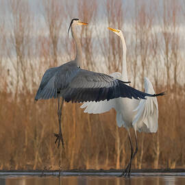 I Am Taller. by Cheng Chang