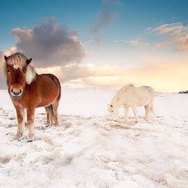 Icelandic Horses On Winter Day by IngÃ³lfur Bjargmundsson