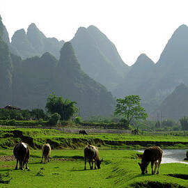 Idyllic Cattle by Rawpixel