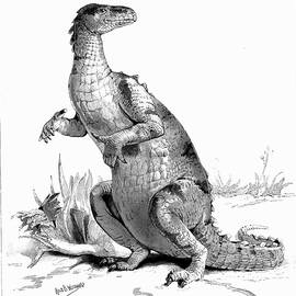 Iguanodon, 1895 by Print Collector
