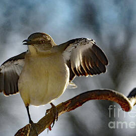 I'm Telling You, I Have Nothing To Hide - Northern Mockingbird