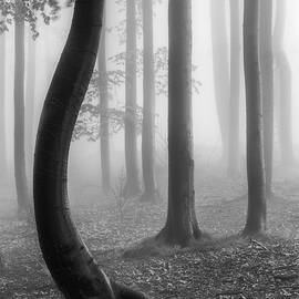 In The Misty Forest by Tom Pavlasek