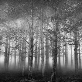 In The Woods Ii by George Digalakis