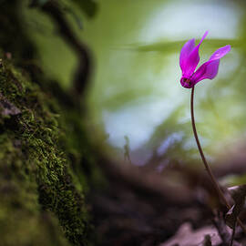 In The Woods by Sergio Barboni