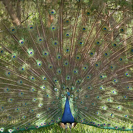 Indian Peacock displaying a plumage