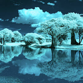 Infared Baobabs In Tarangire by Hiroya Minakuchi