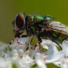 Insect Macrography by Abdelkader  Allam