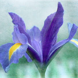Iris on Blue by Terry Davis