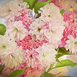 Japanese Cherry Tree  Blossoms by Zayne Diamond Photographic