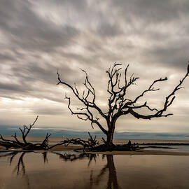 Jekyll Tree by Joye Ardyn Durham