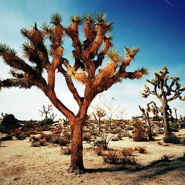 Joshua Tree In Desert by Gary Yeowell