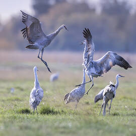 Juvenile Dance by Judy Tseng