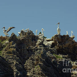 Juvenile Pelicans by Cassandra Buckley