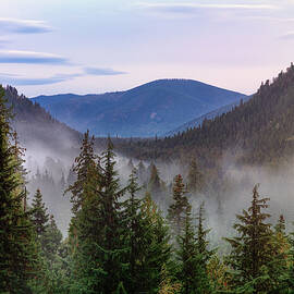 Kaniksu Old Growth Forest by Leland D Howard