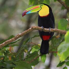 Keel-billed Toucan Costa Rica by Marlin and Laura Hum