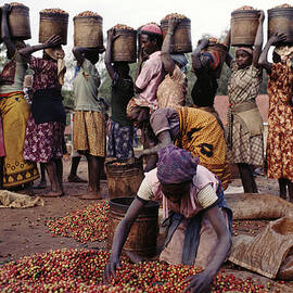 Kenya,coffee Pickers Sorting Through by Christopher Pillitz
