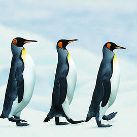 King Penguins Walking In Single File by Joel Simon