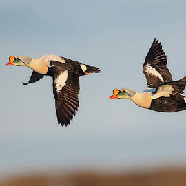 Kings on the Wing by Daniel Behm