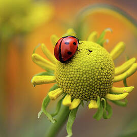 Ladybird by Mandy Disher Photography