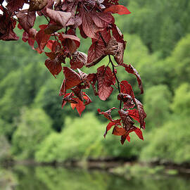 Lake overlook by Bill Posner