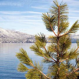 Lake Tahoe Pine Tree