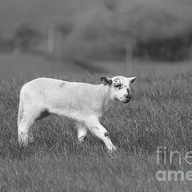 Lamb Donegal Ireland Inch bw
