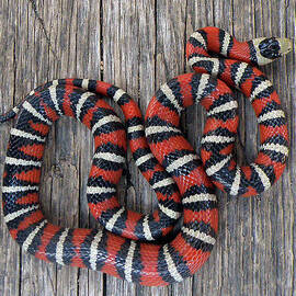 Lampropeltis Pyromelana Knoblochi by David Bygott