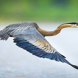 Lanky by Jeff Graham