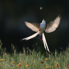 Last Dancing by Qing Zhao