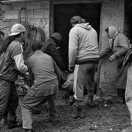 Last Vain Resistance / Pig Killing Series by Vito Guarino
