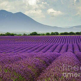 Lavender Rows Valensole France				