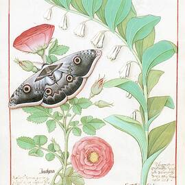 Le Livre des Simples Medecines, end 15th, early 16th, French, parchment. Rose and Sigilla Salomonis. by Matthaeus Platearius -12th cent -