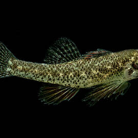 Least Darter Etheostoma Microperca by DANTE FENOLIO