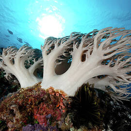 Leather Coral In Strong Current, Komodo by Ifish