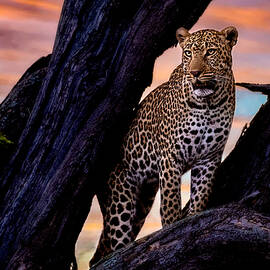 Leopard On The Tree by Dr.hitesh Patel